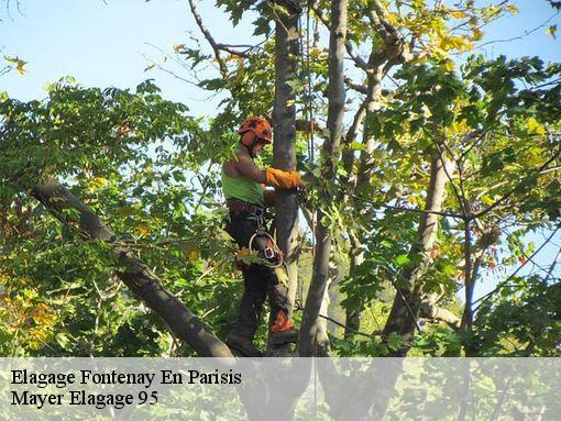 Elagage fontenay-en-parisis-95190 Mayer Elagage 95