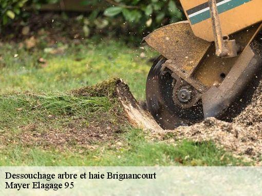Dessouchage arbre et haie  brignancourt-95640 Mayer Elagage 95