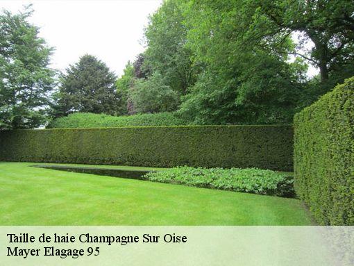 Taille de haie  champagne-sur-oise-95660 Mayer Elagage